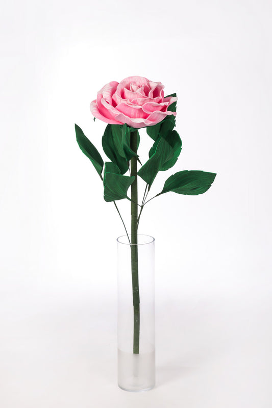 Gran rosa - rosa con blanco